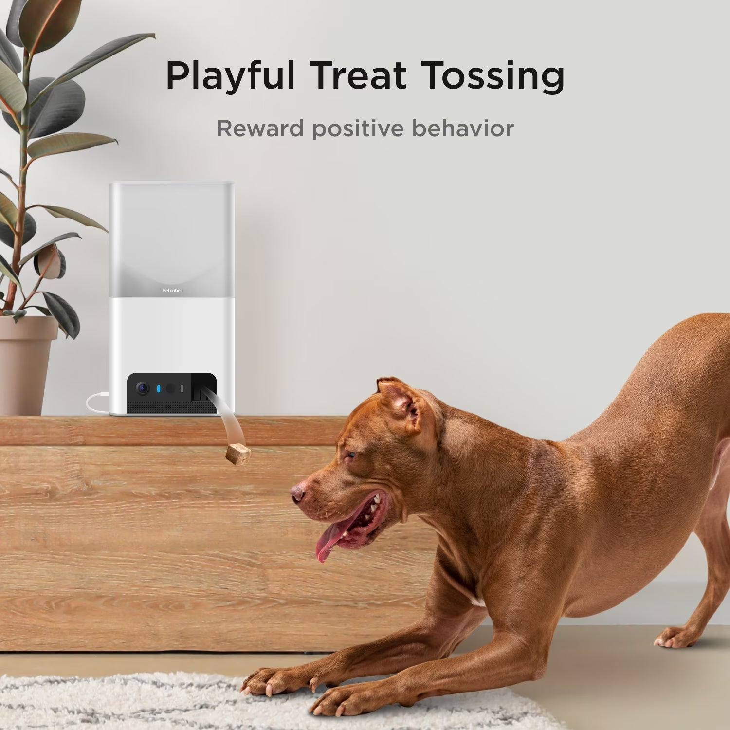Bites 2 Lite Wifi Pet Camera with Treat Dispenser, 1080P HD Video, Two-Way Audio, Night Vision, Motion & Sound Alerts, Dog & Cat Monitor with App